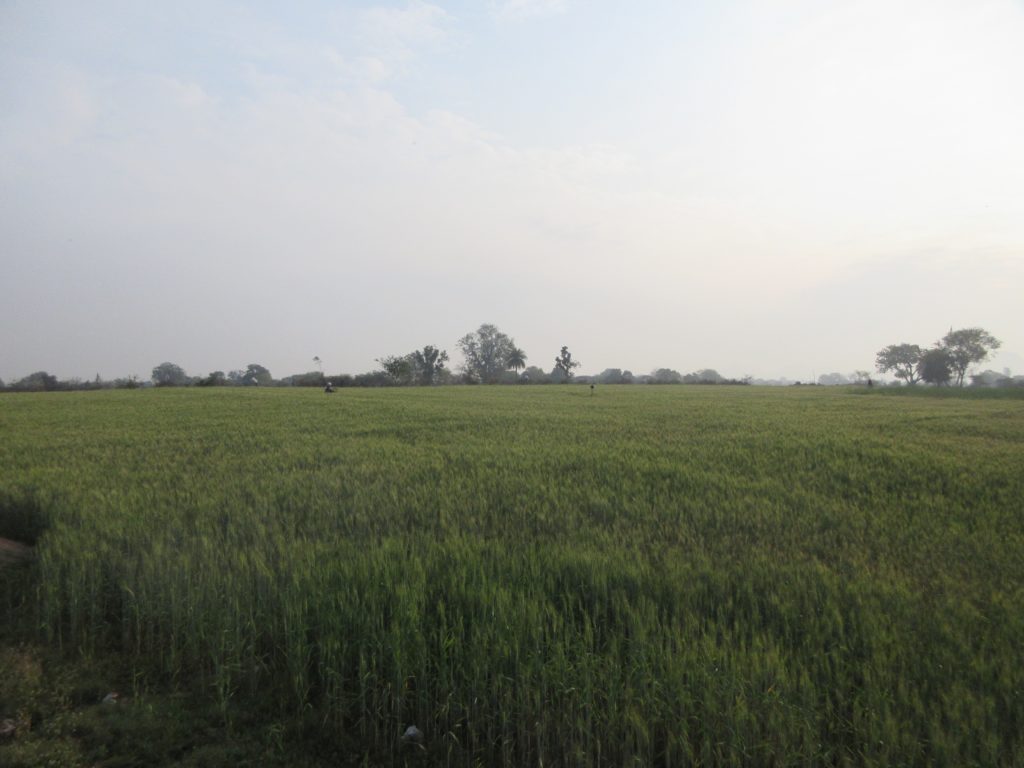 Wheat fields of Melowar village.