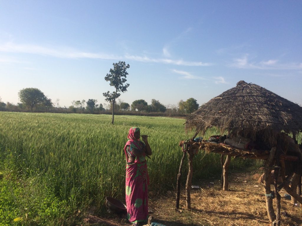 My bed for the night— a tree hut in her midst of the wheat fields of Melowar village. Morning photo!